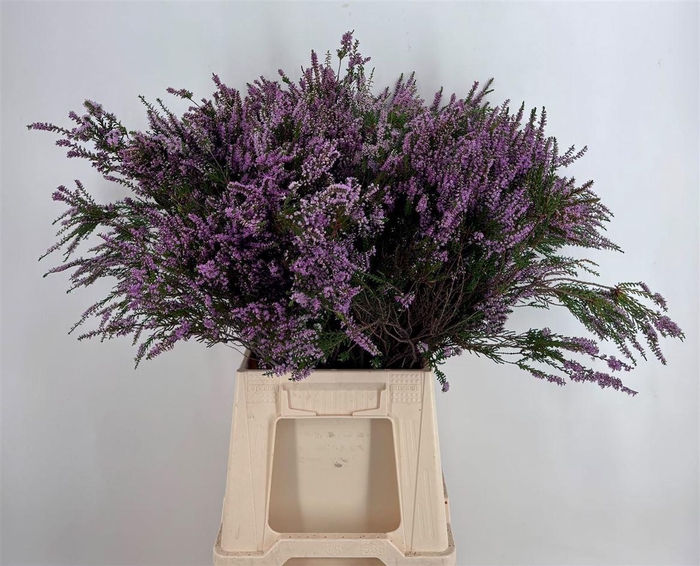<h4>ERICA</h4>