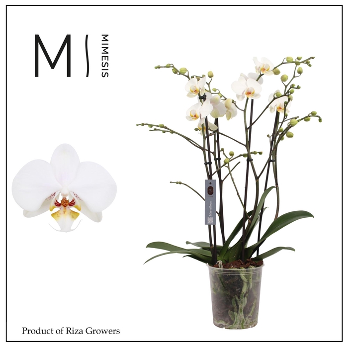 <h4>Phalaenopsis Marvellous White 50+ - 17cm | Mimesis</h4>