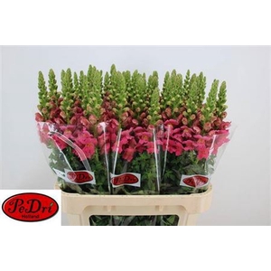 Antir Poto Rose