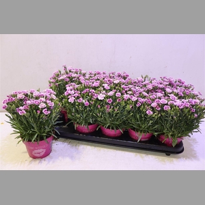 Dianthus Pink Kisses