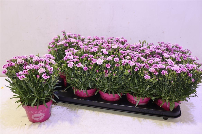 <h4>Dianthus Pink Kisses</h4>