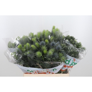 Eryn Pacifi Blue Sky