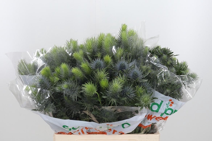 <h4>Eryn Pacifi Blue Sky</h4>