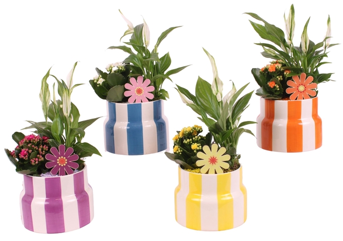 <h4>Opm Summer Arr. Indoor Ceramic Pot Exotic Vibes</h4>