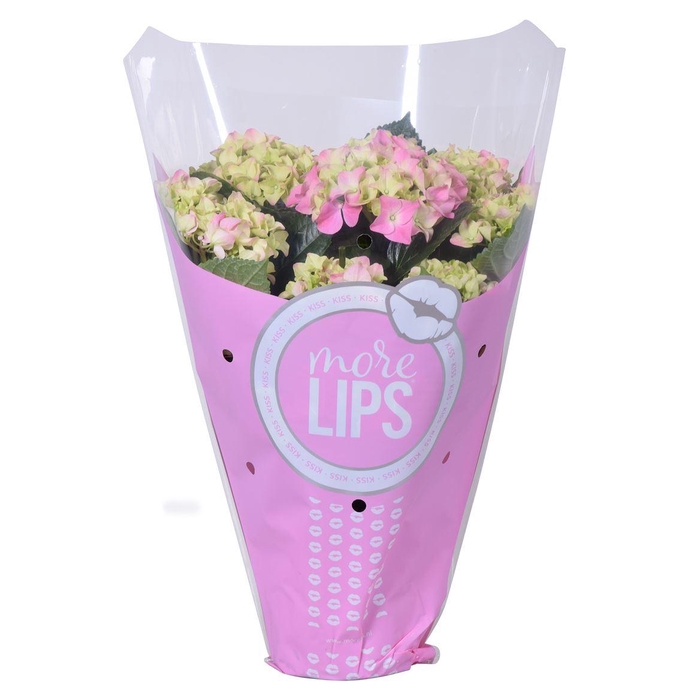 <h4>Hydrangea Early Rosa 5-6 More Lips</h4>