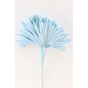 Dried Palm Sun 6pc Aqua Blue Bunch