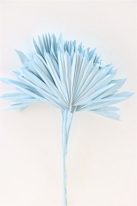 Dried Palm Sun 6pc Aqua Blue Bunch