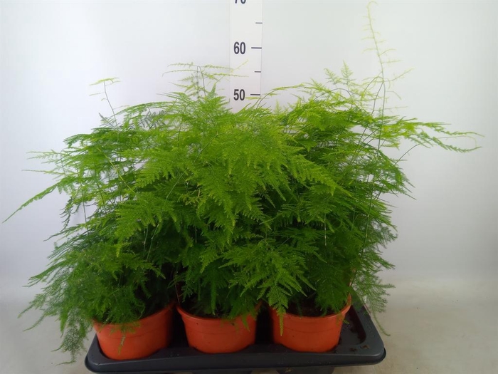 <h4>Asparagus setaceus</h4>