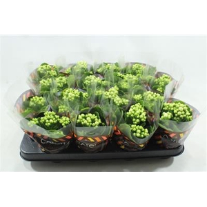 WITTE MINI KALANCHOE