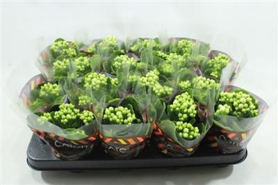 WITTE MINI KALANCHOE