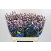 Aster Baby Pink Pearl