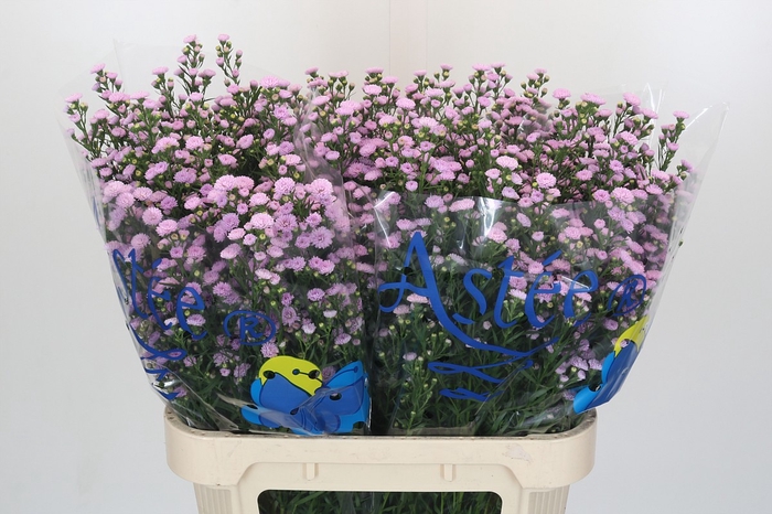 <h4>Aster Baby Pink Pearl</h4>