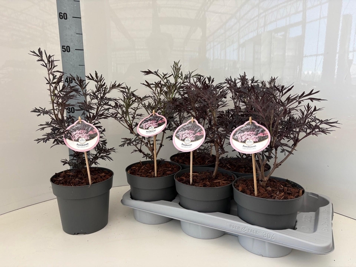 <h4>SAMB NI BLACK LACE</h4>