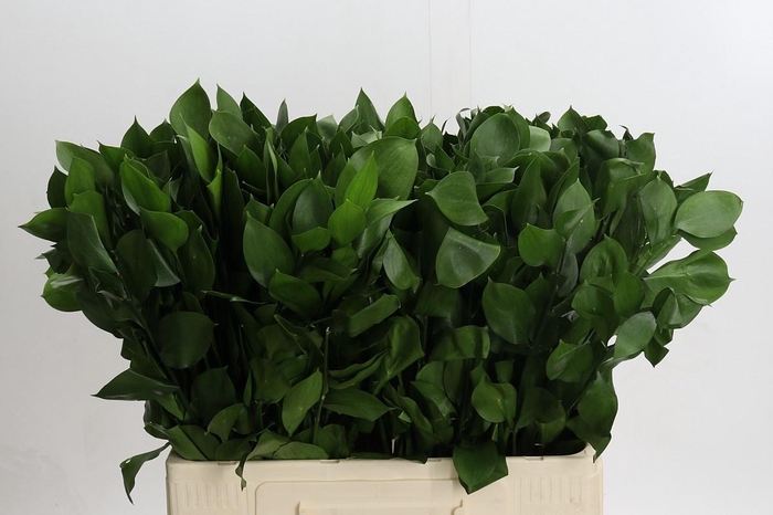 <h4>RUSCUS HYPOPHYLLUM</h4>