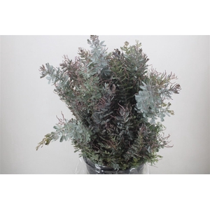 Mimosa Baleana P Bunch