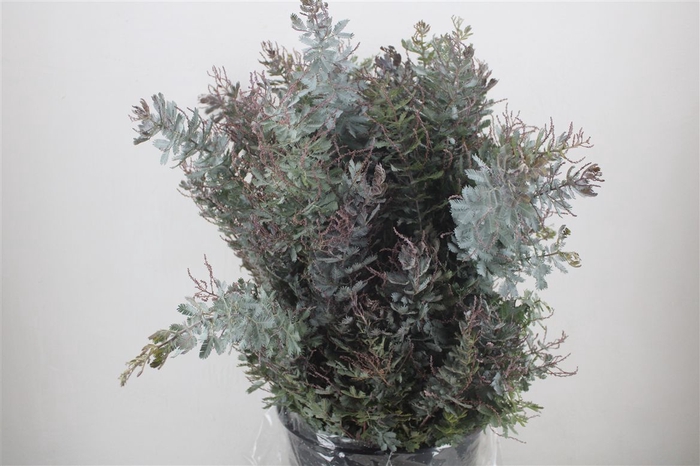 <h4>Mimosa Baleana P Bunch</h4>