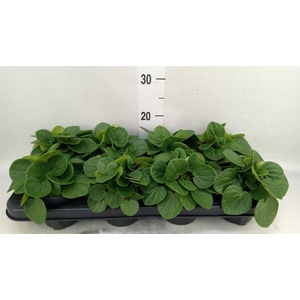 Peperomia albov. 'Rana Verde'