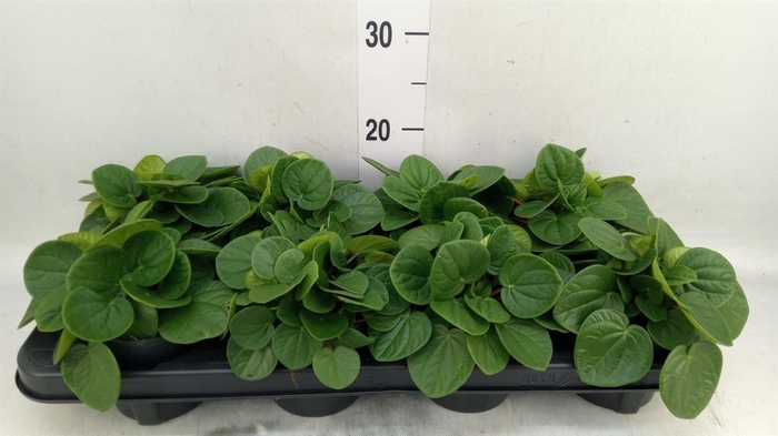 <h4>Peperomia albov. 'Rana Verde'</h4>