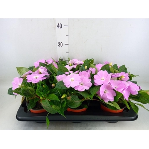 Impatiens NG 'ColPow Lavender'