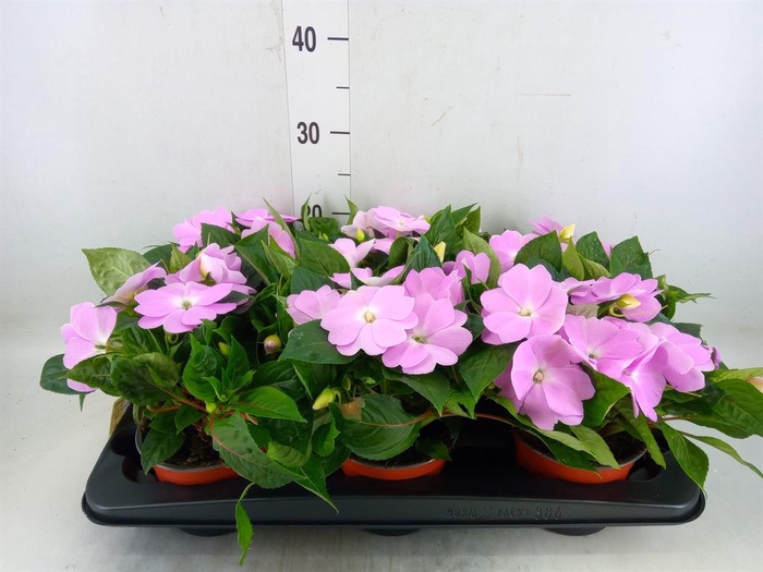 <h4>Impatiens NG 'ColPow Lavender'</h4>
