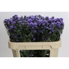 Aster Baby Blue