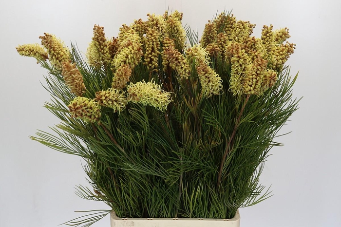 <h4>Grevillea Spiderman</h4>