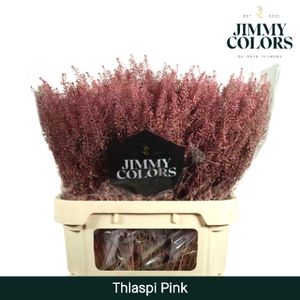 Thlaspi gekleurd Klbh. Pink