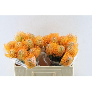 Leuco Co Soleil C