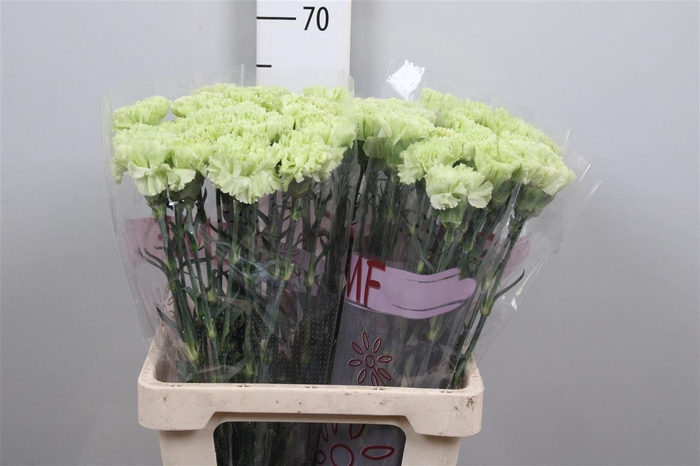 <h4>Di St Goblin</h4>