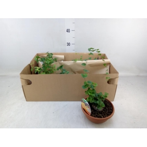 Dioscorea elephantipes