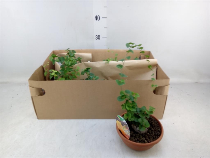 <h4>Dioscorea elephantipes</h4>