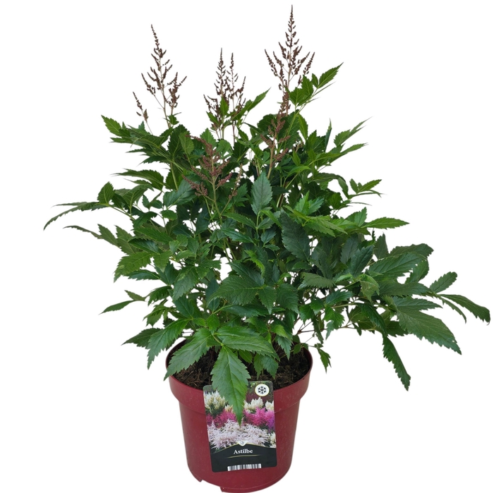 <h4>Astilbe ton su ton Red</h4>