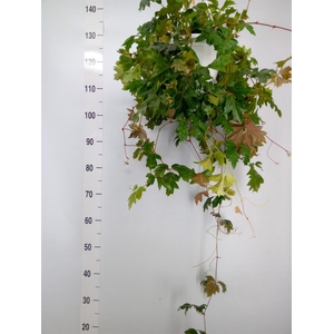 Cissus rhombifolia 'Ellen Danica'