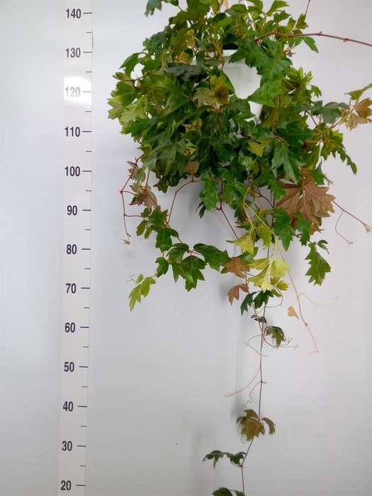 <h4>Cissus rhombifolia 'Ellen Danica'</h4>