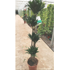 Dracaena overig
