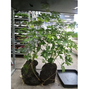 Arr.   Kamerplant Groen H%