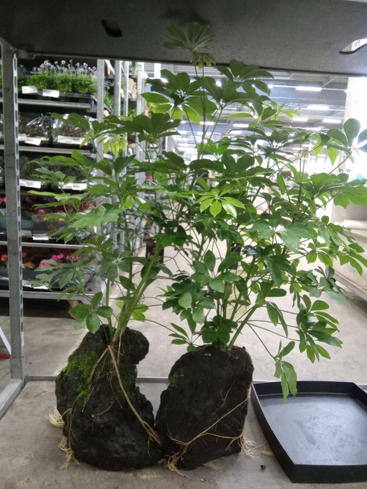 <h4>Arr.   Kamerplant Groen H%</h4>