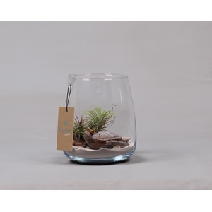 Glas Alzada Maritiem met Tillandsia Air Plants