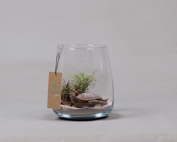 <h4>Glas Alzada Maritiem met Tillandsia Air Plants</h4>