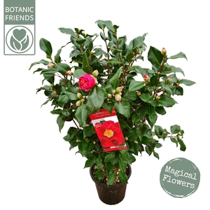 Camellia japonica Dr King