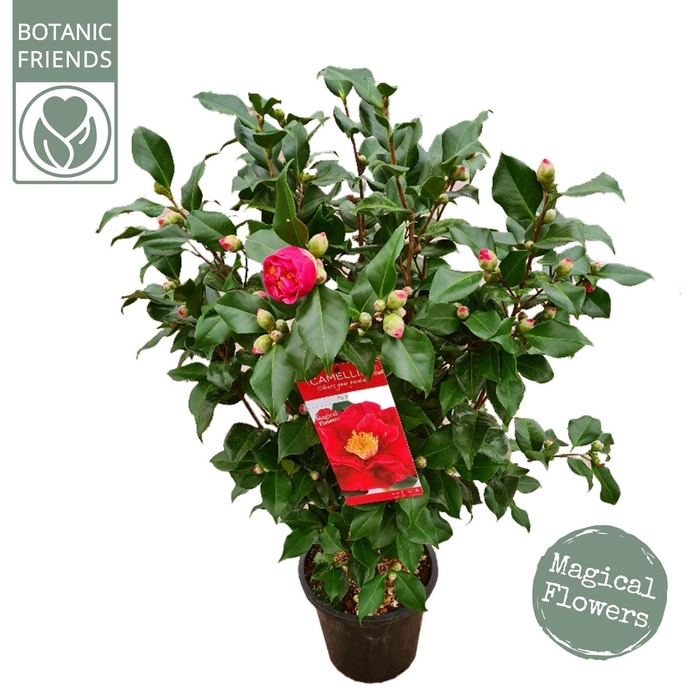 <h4>Camellia japonica Dr King</h4>