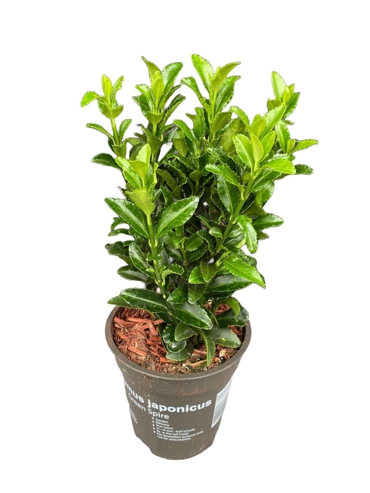 <h4>Euonymus japonicus 'Green Spire' P9</h4>