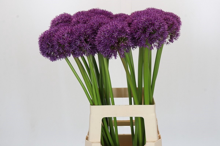 <h4>Allium Pinball Wizard</h4>