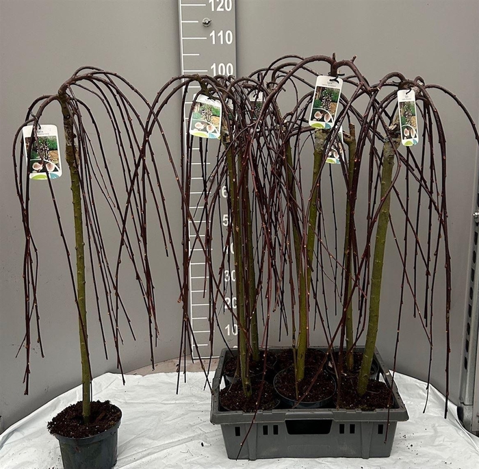 arr8 Salix Cap Kilmarnock