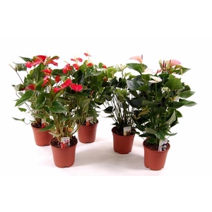 ANTHURIUM VARIADO P06