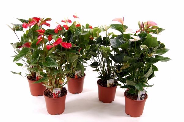 <h4>ANTHURIUM VARIADO P06</h4>