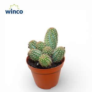 Chamaecereus Silvestrii