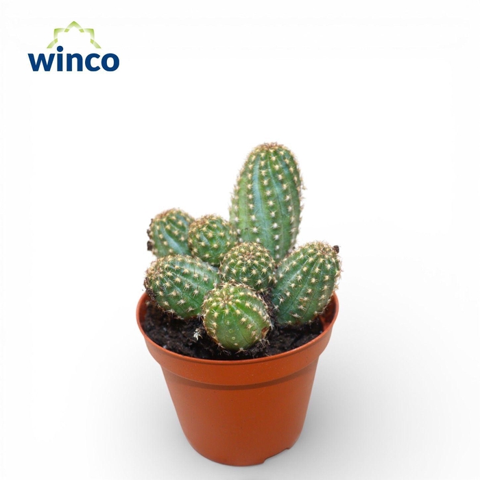 <h4>Chamaecereus Silvestrii</h4>