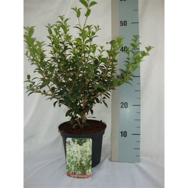 <h4>Osmanthus burkwoodii</h4>