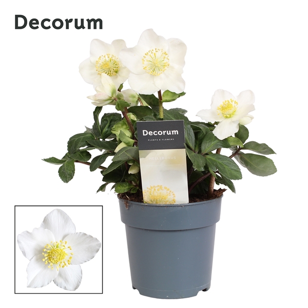 <h4>Helleborus n. Christmas Carol 12cm Decorum (M) met etiket</h4>